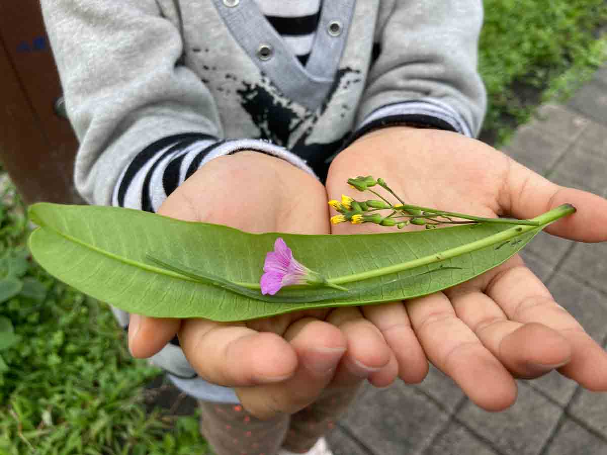 科普學習 美感教育 觀察公園裡的樹葉系列活動 千金不換育兒生活指南