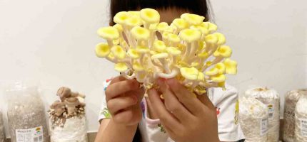 兒童生物教育，比種綠豆還容易：豐年農場「菇菇太空包」